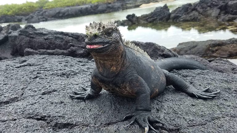 Why are the Galapagos islands unique? - Ecosystems - nicolaspujol.com